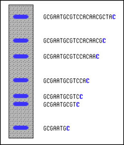 DNA fragment sizes