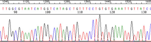 DNA chromatogram