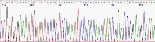 Good Sequence Chromatogram